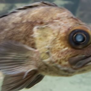 Meet your Posher, Derks